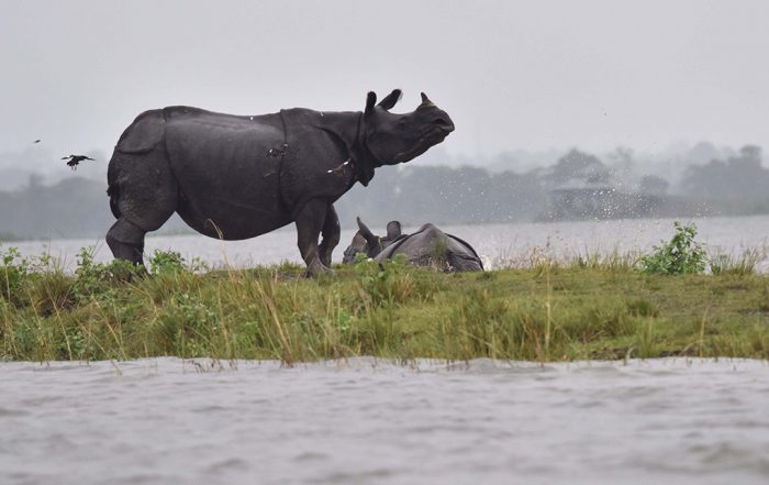 Flood in Kaziranga. Photo by Biju Boro