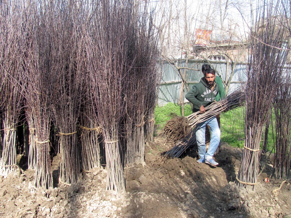 Farmers in south Kashmir are converting paddy land into orchards [image by: Athar Parvaiz]