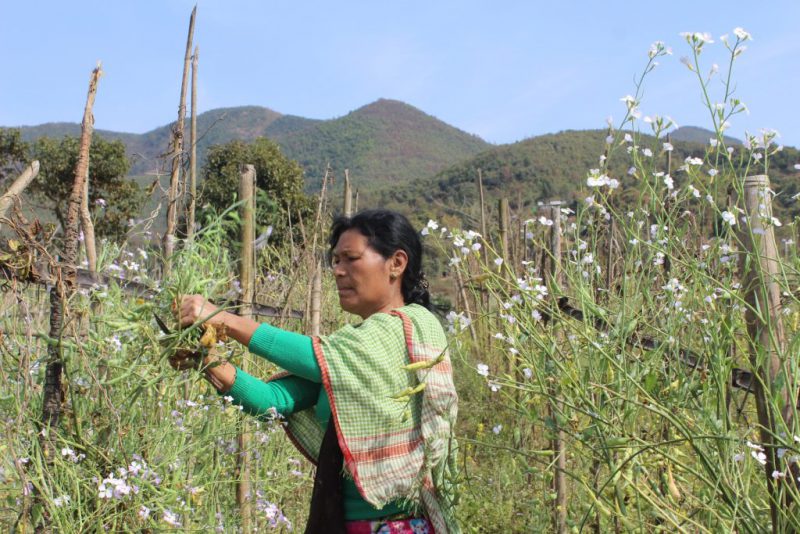 A woman tends her mustard crop [image by: Ninglun Hanghal]