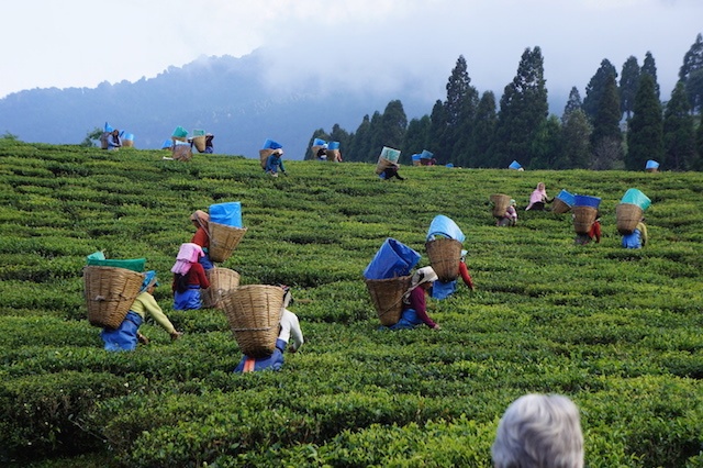 File Picture Courtesy : India Travel Forum ( representational image