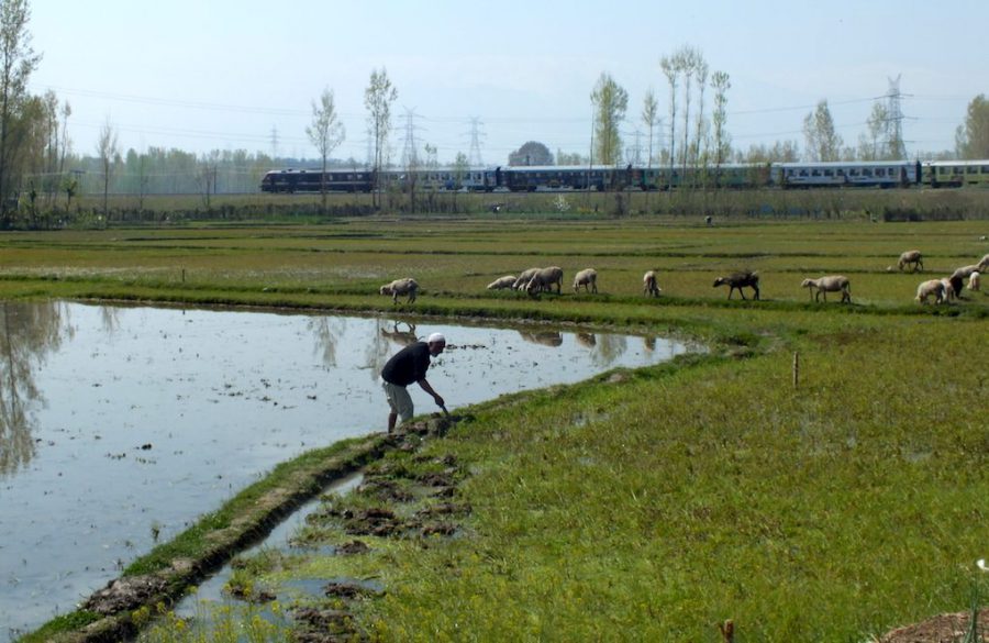 A farmer working in his rice farm in Zangam-Pattan, north Kashmir [image by: Athar Parvaiz]