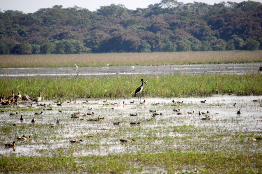 Migratory birds in Pobitora Wildlife Sanctuary