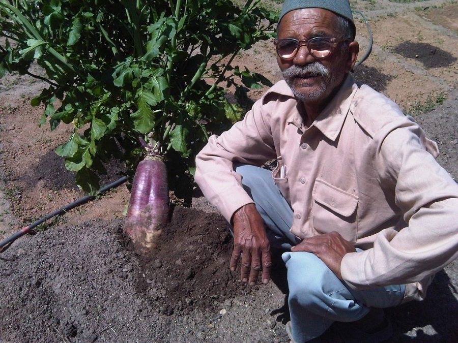 A new radish variety developed by Dayanand Joshi in the central Himalayas [image by: Reetu Sogani]