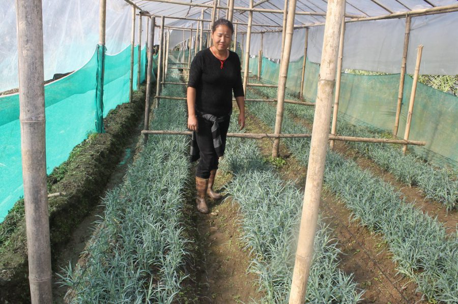 Greenhouses are needed to grow produce that does not respond to cold weather [image by: Nita Narash]