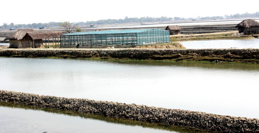 Rice farms are increasingly converted to shrimp ponds in coastal Khulna division, southwest Bangladesh, as seawater pushes further in [image by: Manipadma Jena]