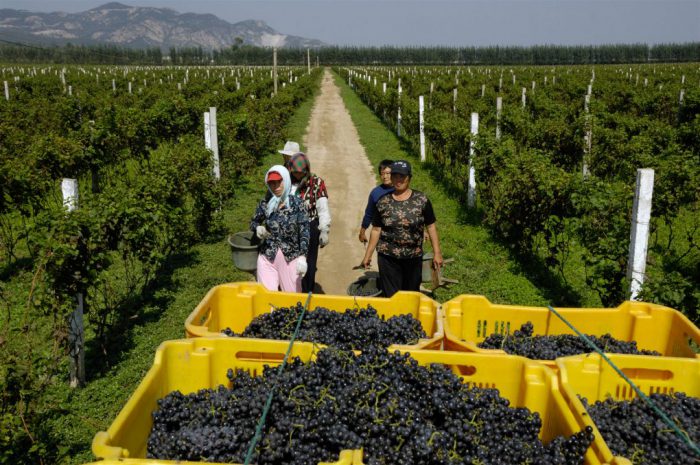 Chinese farmers pick grapes in a vineyard in Changli county, Hebei province [image by: Lou Linwei / Alamy Stock Photo]