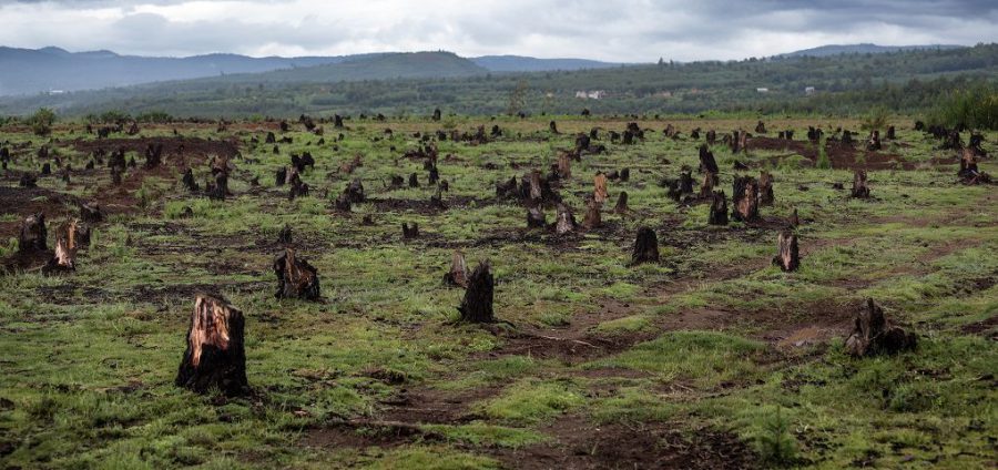 Stumps on the valley caused by deforestation and slash and burn type of agriculture, Madagascar