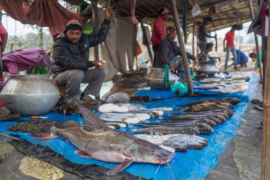 A local fish market at Koshi Barrage in eastern Nepal. Most of the fish in the market are from Koshi River [image by: Nabin Baral]