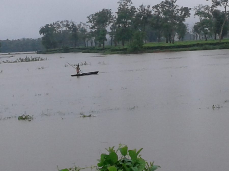 The Kaziranga national park is almost completely flooded [image by: Mubina Akhtar]