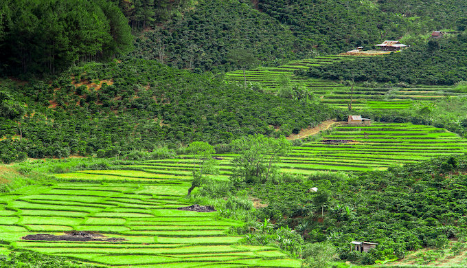 Terraced rice fields in the western Himalayas [image by: Hugh Derr]