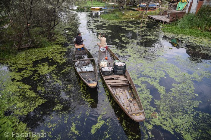 Srinagar’s iconic Dal Lake has been suffering from neglect for decades, despite many interventions [image by: Faisal Bhat]