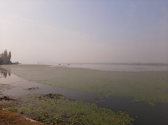 Weeds and red algal bloom have engulfed the lake stretch from Hazratbal to Boulevard since August 5 [image by: Faisal Bhat]
