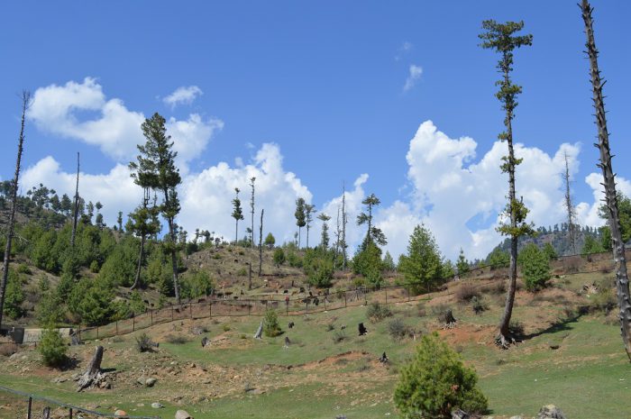 Part of a degraded forest in north Kashmir’s Bandipora district [image by: Athar Parvaiz]