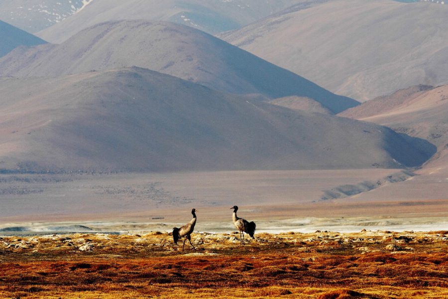 A pair of Black-necked Crane at Tsokar-Changthang in Ladakh [image by: Narinder Patil]