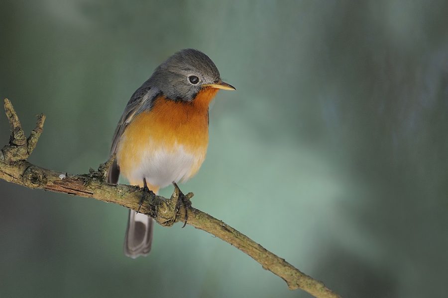 The Kashmir flycatcher is endemic to the region [image by: Clement Francis]
