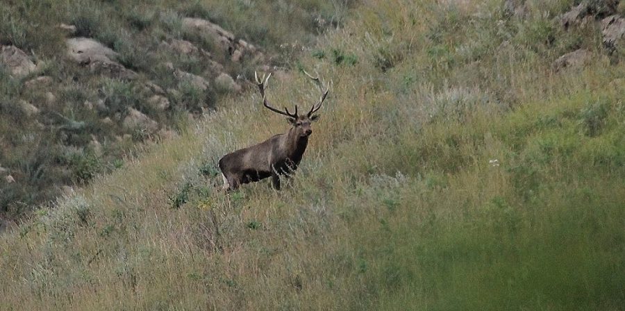The Hangul, or Kashmir stag, in Dachigam, the only area where its threatened population is stable [image by: Khursheed Ahmad]