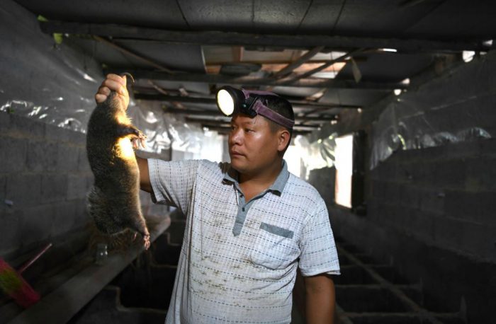 Experts have suggested that consumption of bamboo rats or pangolins may have enabled the coronavirus to transfer to humans [image: Alamy]